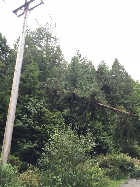 Fallen Tree 1